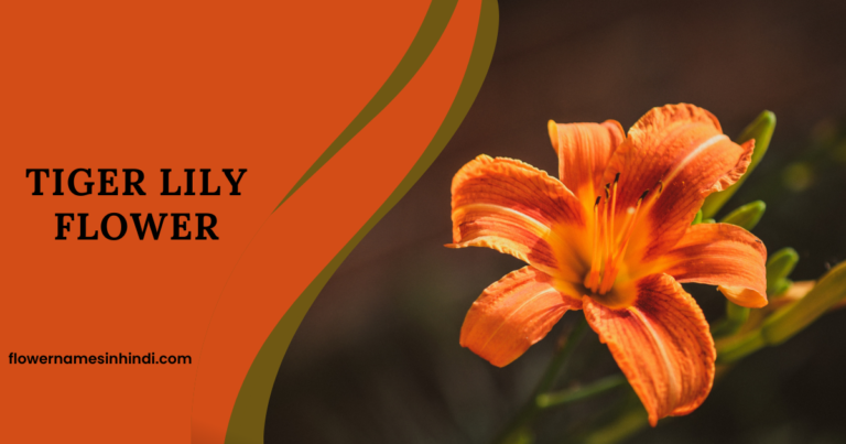 Tiger Lily flower 