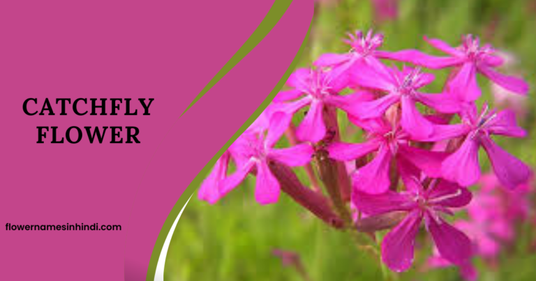 Catchfly flower
