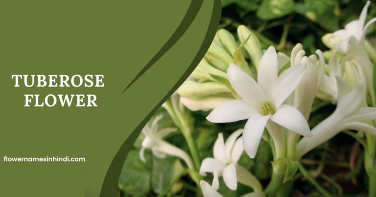 Tuberose-Flowers That Begin with T
