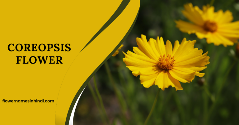 Coreopsis Flower 