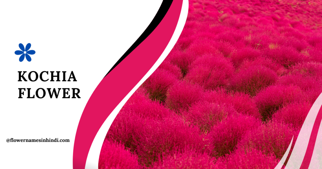 Kochia 