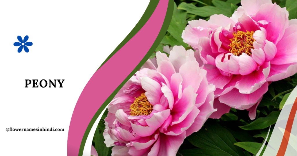 Peony
