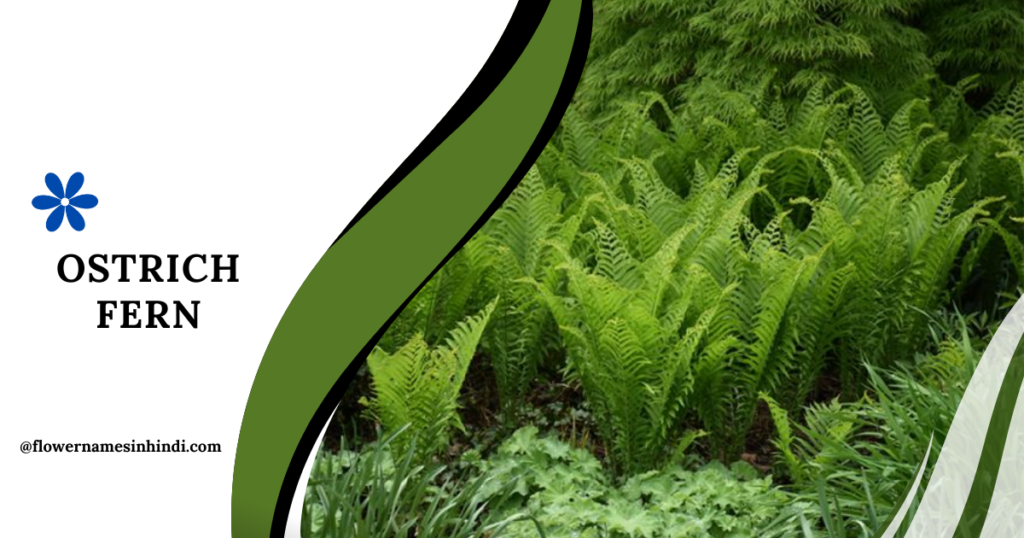 Ostrich Fern