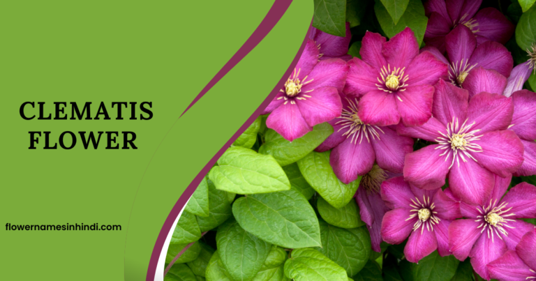 Clematis flower 
