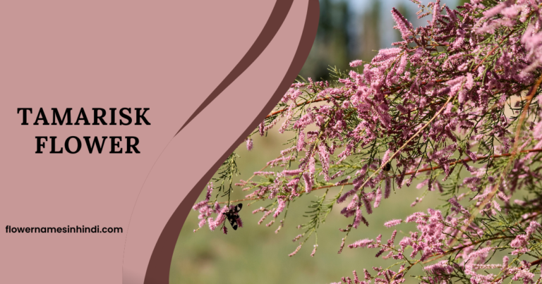 Tamarisk-Flowers That Begin with T