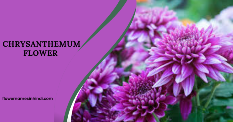 Chrysanthemum Flower 