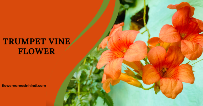 Trumpet Vine flower 