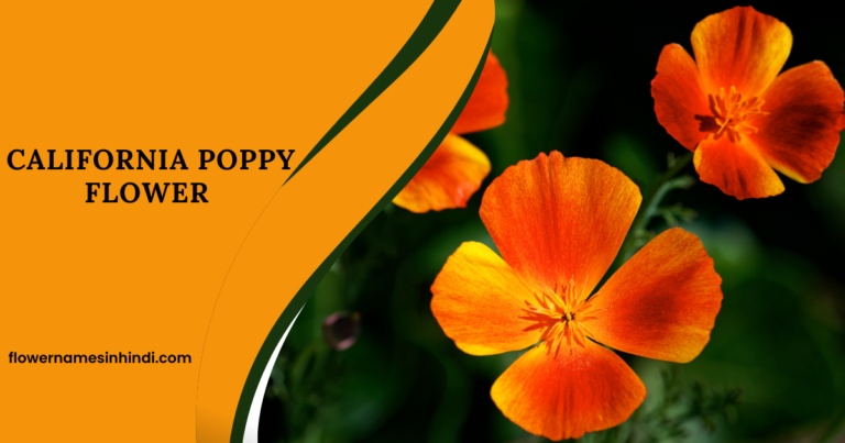 California Poppy flower 