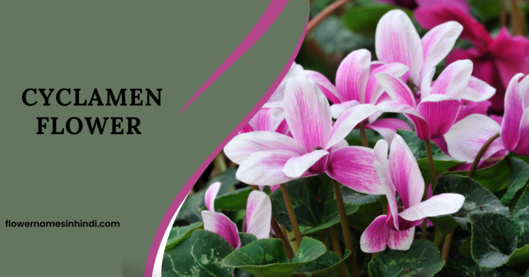 Cyclamen Flower 