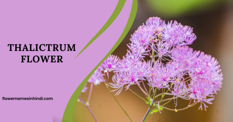 Thalictrum flower 
