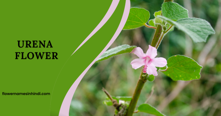 Urena flower 