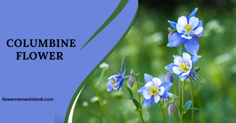 Columbine Flower Starting With C 