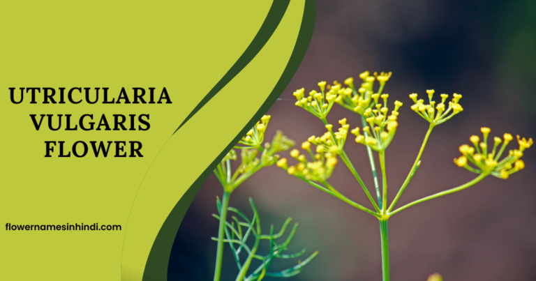 Utricularia Vulgaris flower 