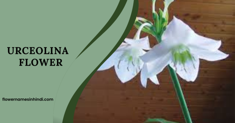 Urceolina-Flowers Beginning With U