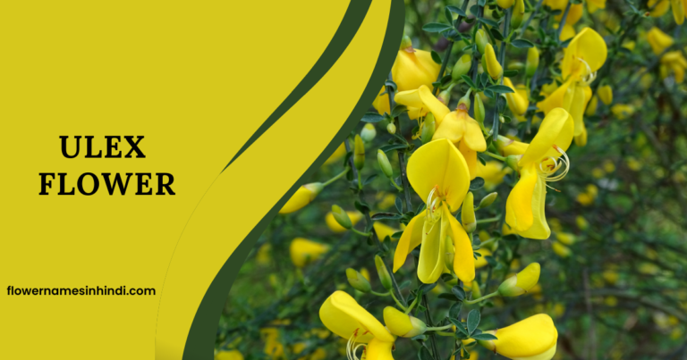 Ulex flower 