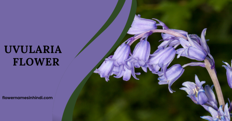 Uvularia-Flowers Beginning With U