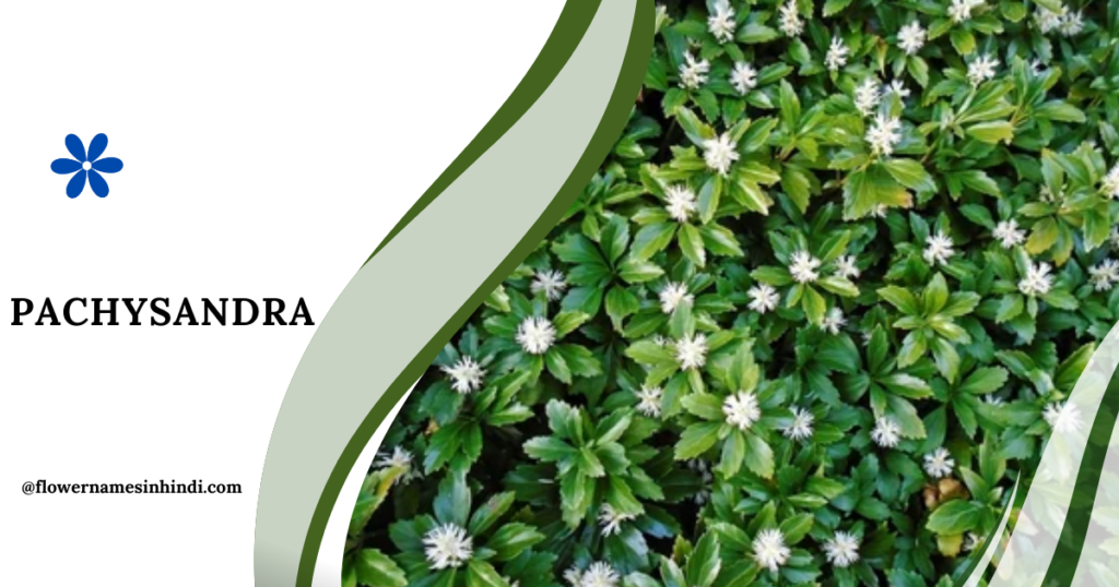 Pachysandra-Flowers that Start with P