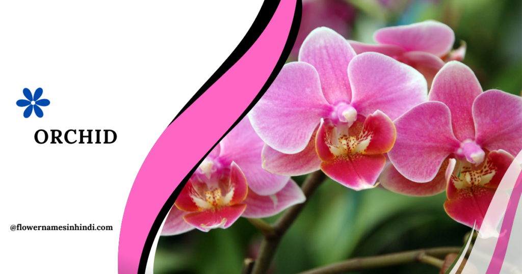 Orchid-Flowers That Start With O