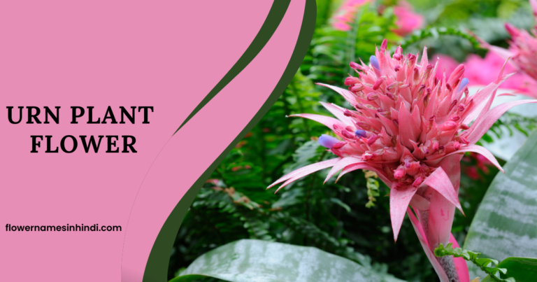 Urn Plant flower 