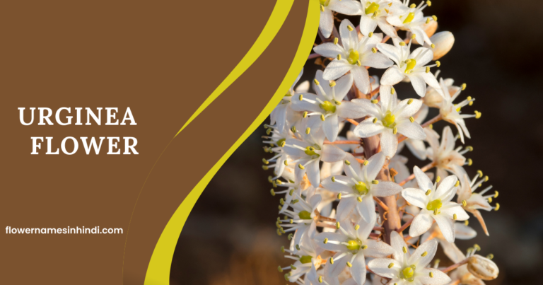 Urginea-Flowers Beginning With U
