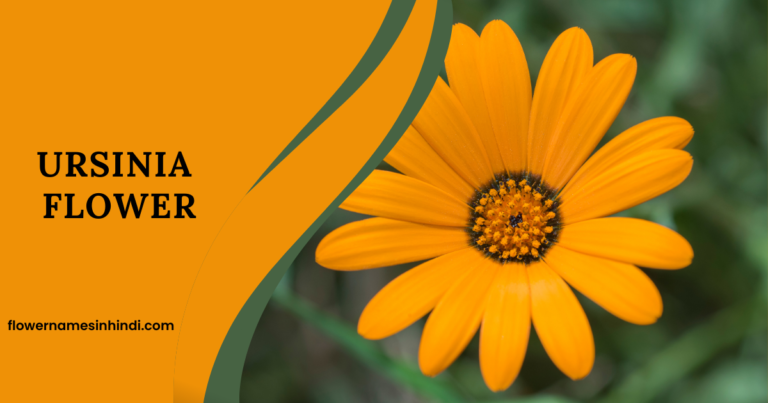 Ursinia flower