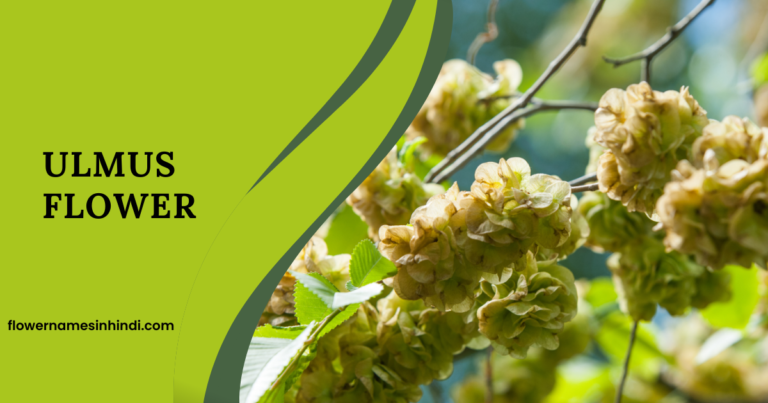 Ulmus-Flowers Beginning With U