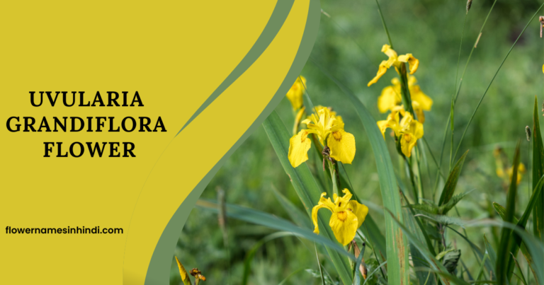 Uvularia Grandiflora-Flowers Beginning With U