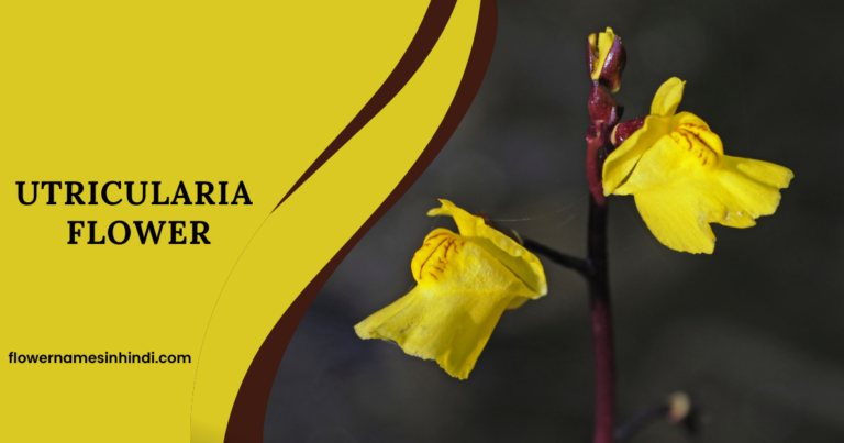 Utricularia flower