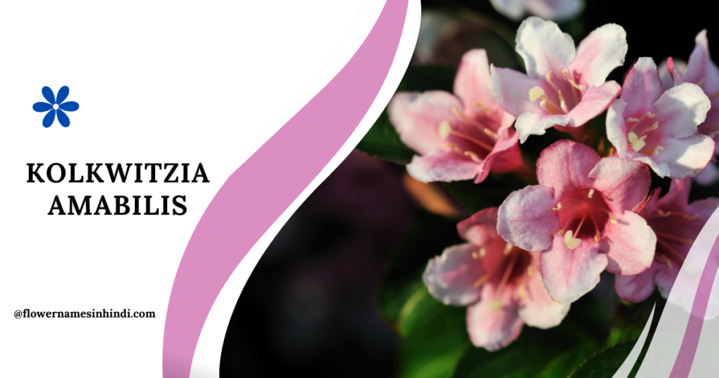 Kolkwitzia Amabilis-Flowers That Start With the Letter L