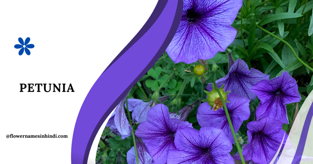 Petunia-Flowers Beginning With P