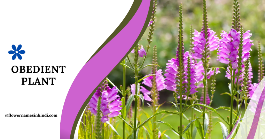 Obedient Plant