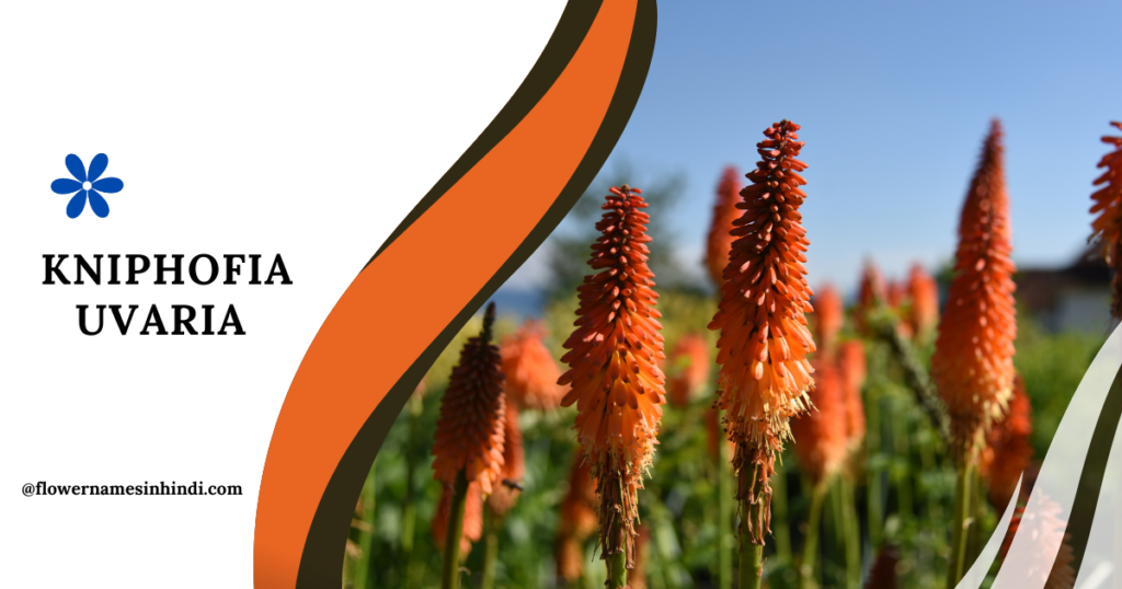 Kniphofia Uvaria 