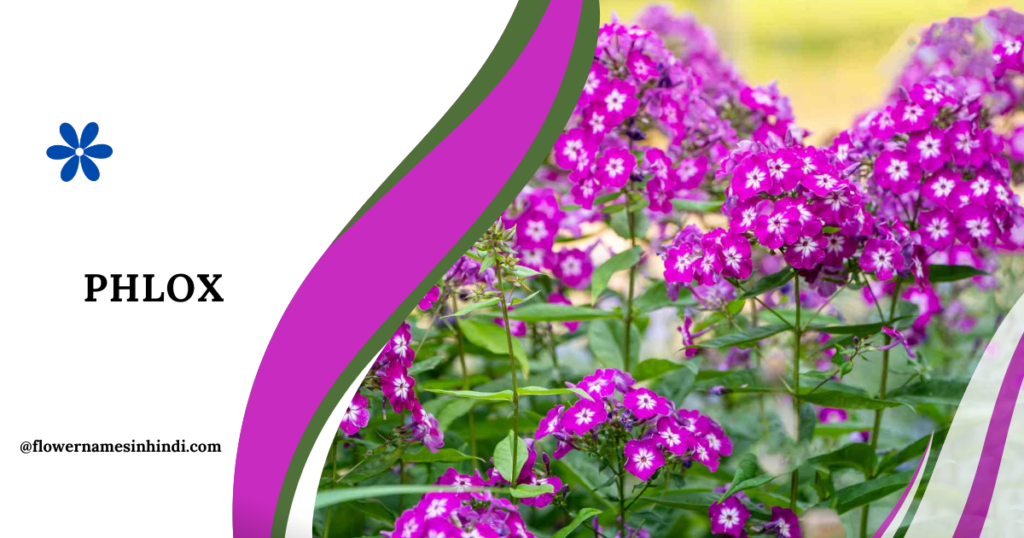Phlox