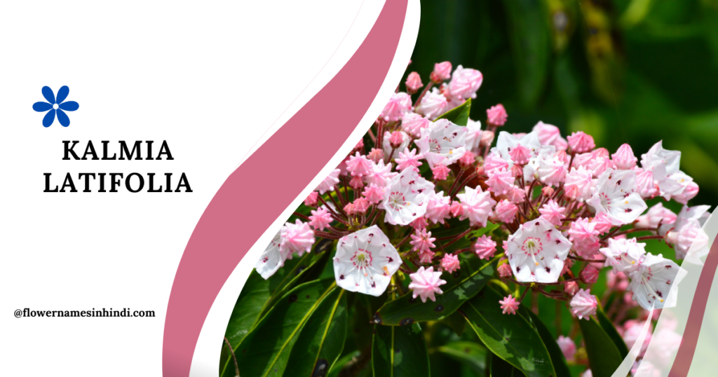 Kalmia Latifolia-Flowers Starting With K