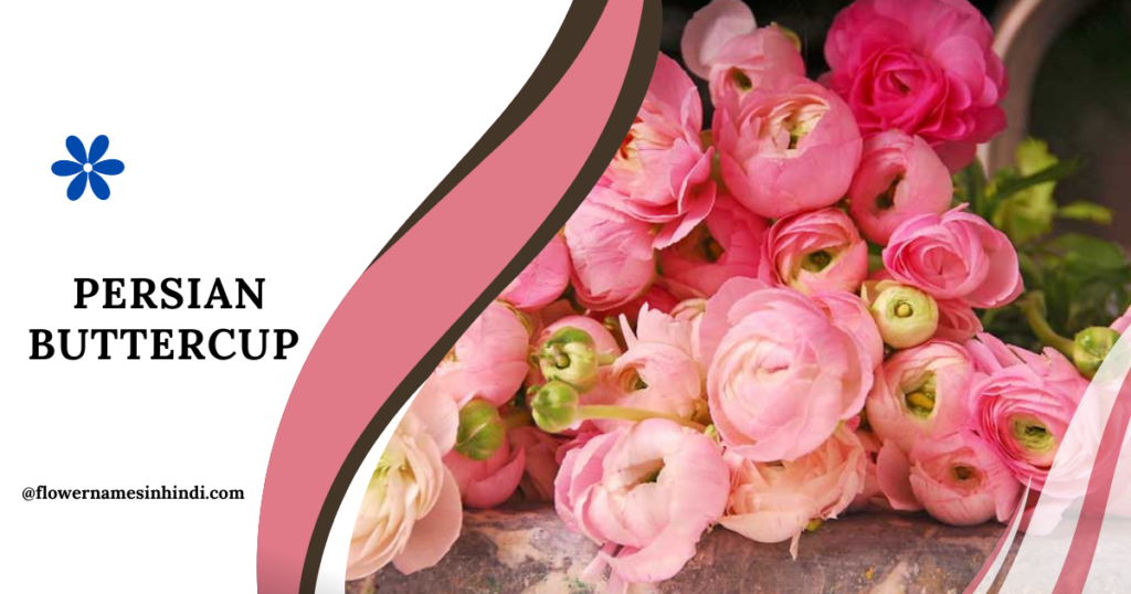 Persian Buttercup-Flowers Beginning With P