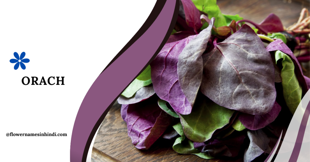 Orach 