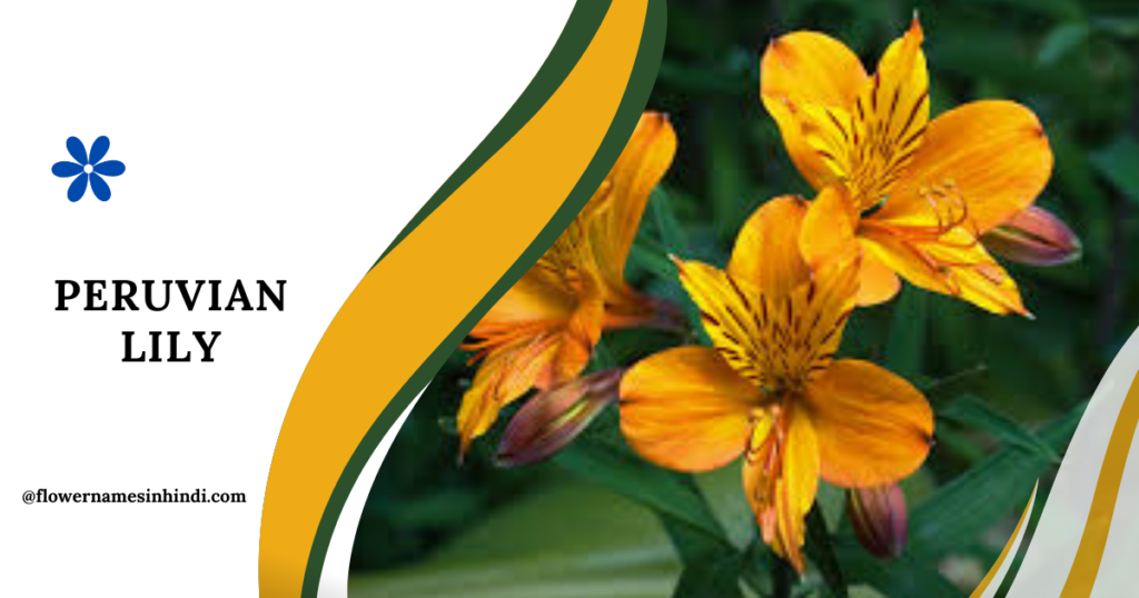 Peruvian Lily