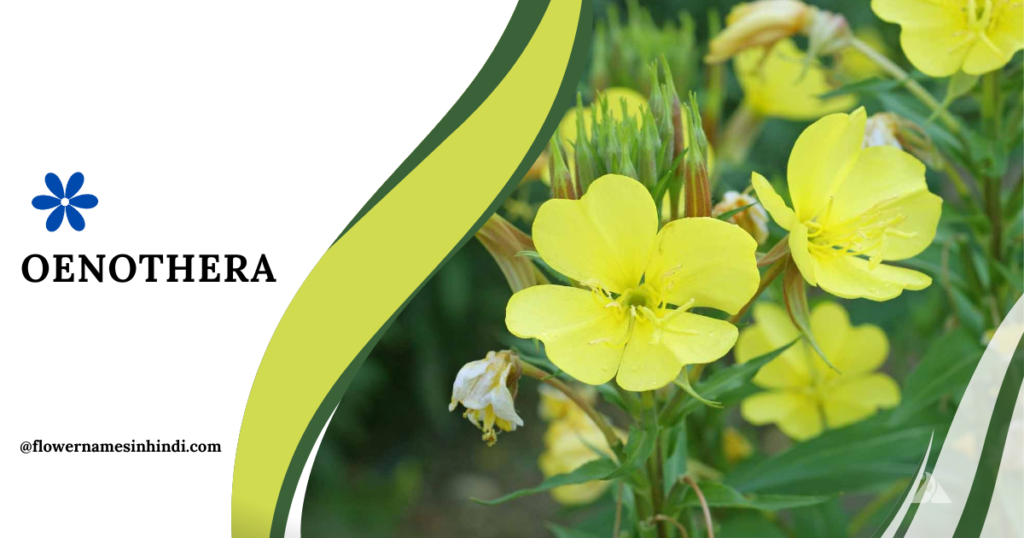 Oenothera