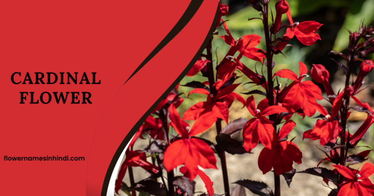 Cardinal Flower