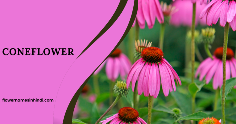 Coneflower