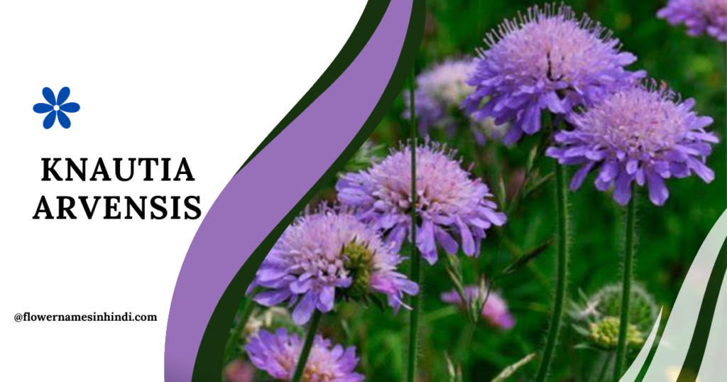 Knautia
Arvensis