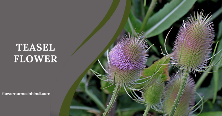 Teasel Flower 