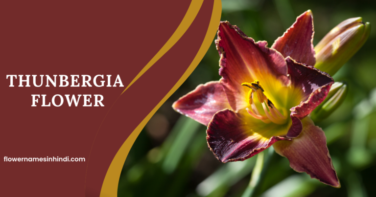 Thunbergia-Flowers That Begin with T