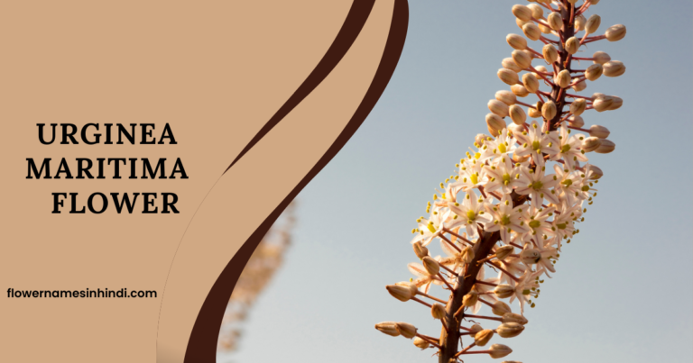 Urginea Maritima-Flowers Beginning With U