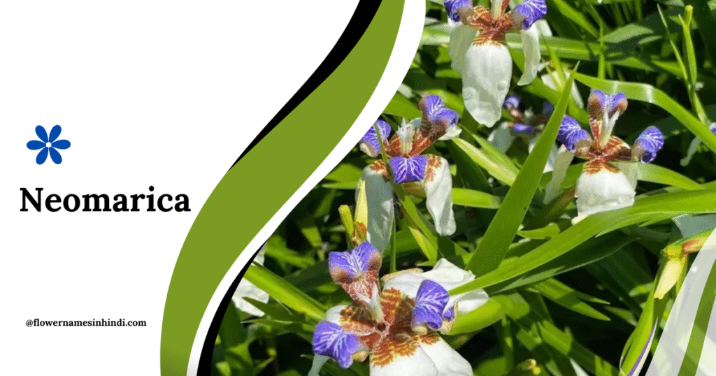 Neomarica-Flowers That Start With N