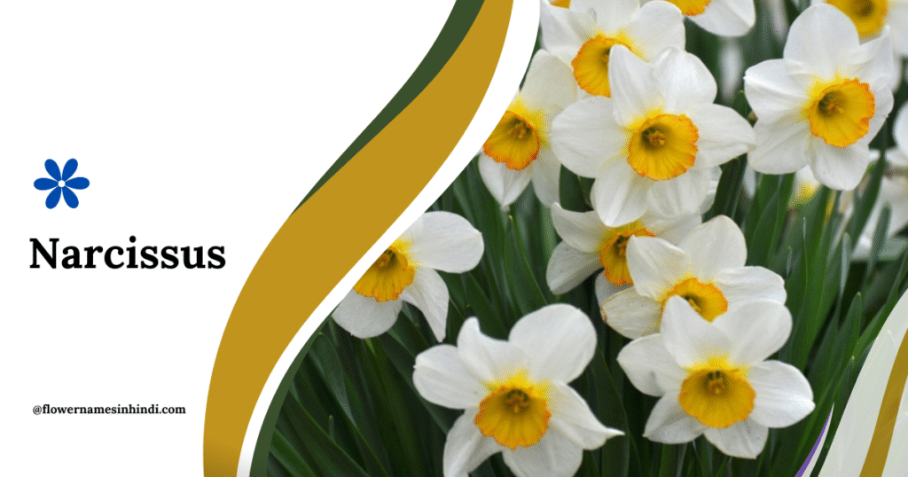 Narcissus-Flowers That Begin With N