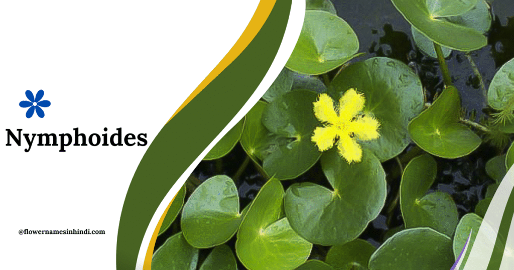 Nymphoides-Flowers That Begin With N