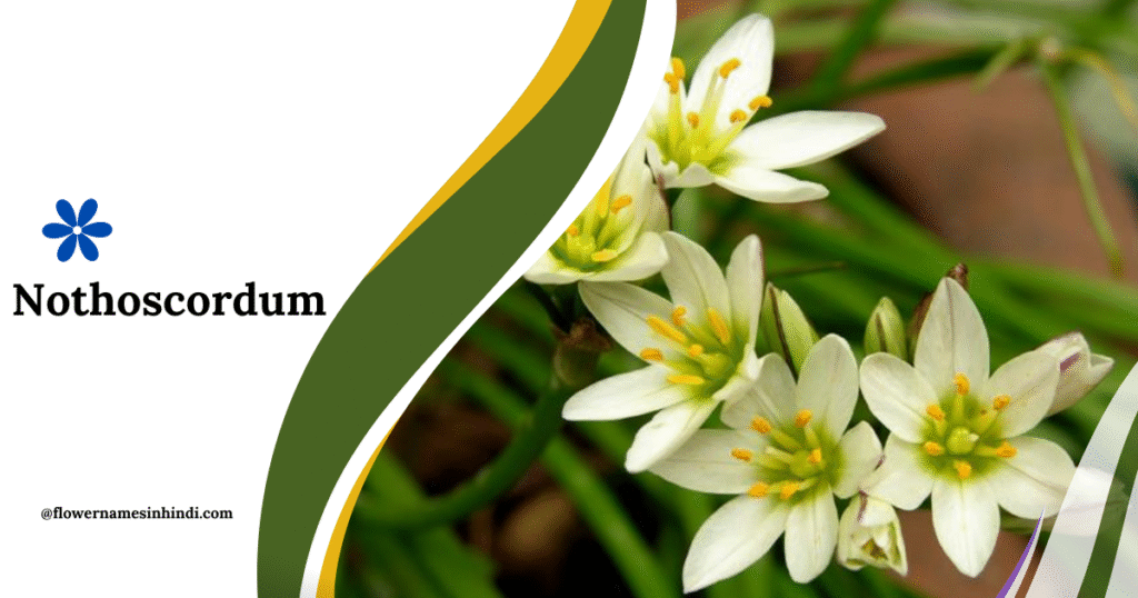 Nothoscordum Flower