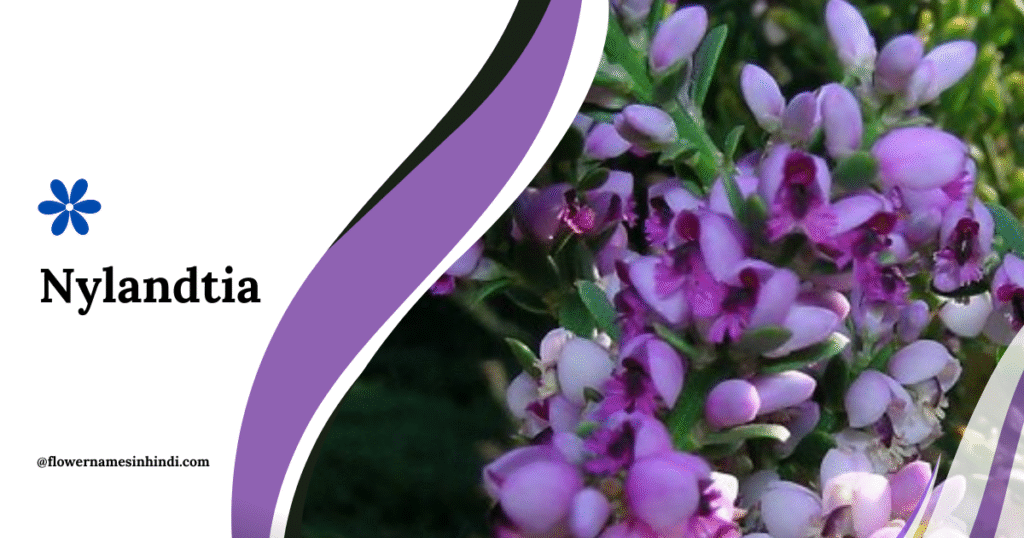 Nylandtia-Flowers That Start With N