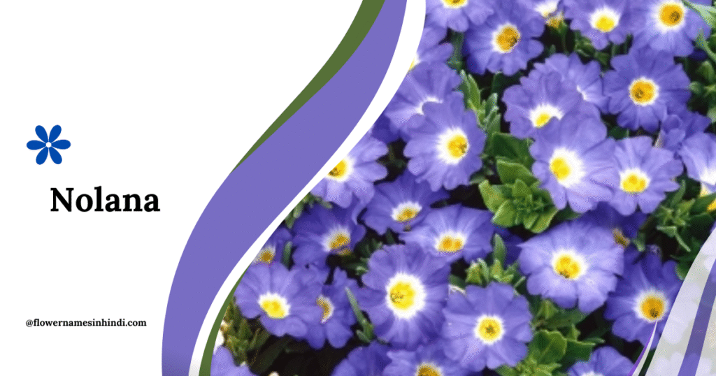 Nolana-Chilean Bellflower